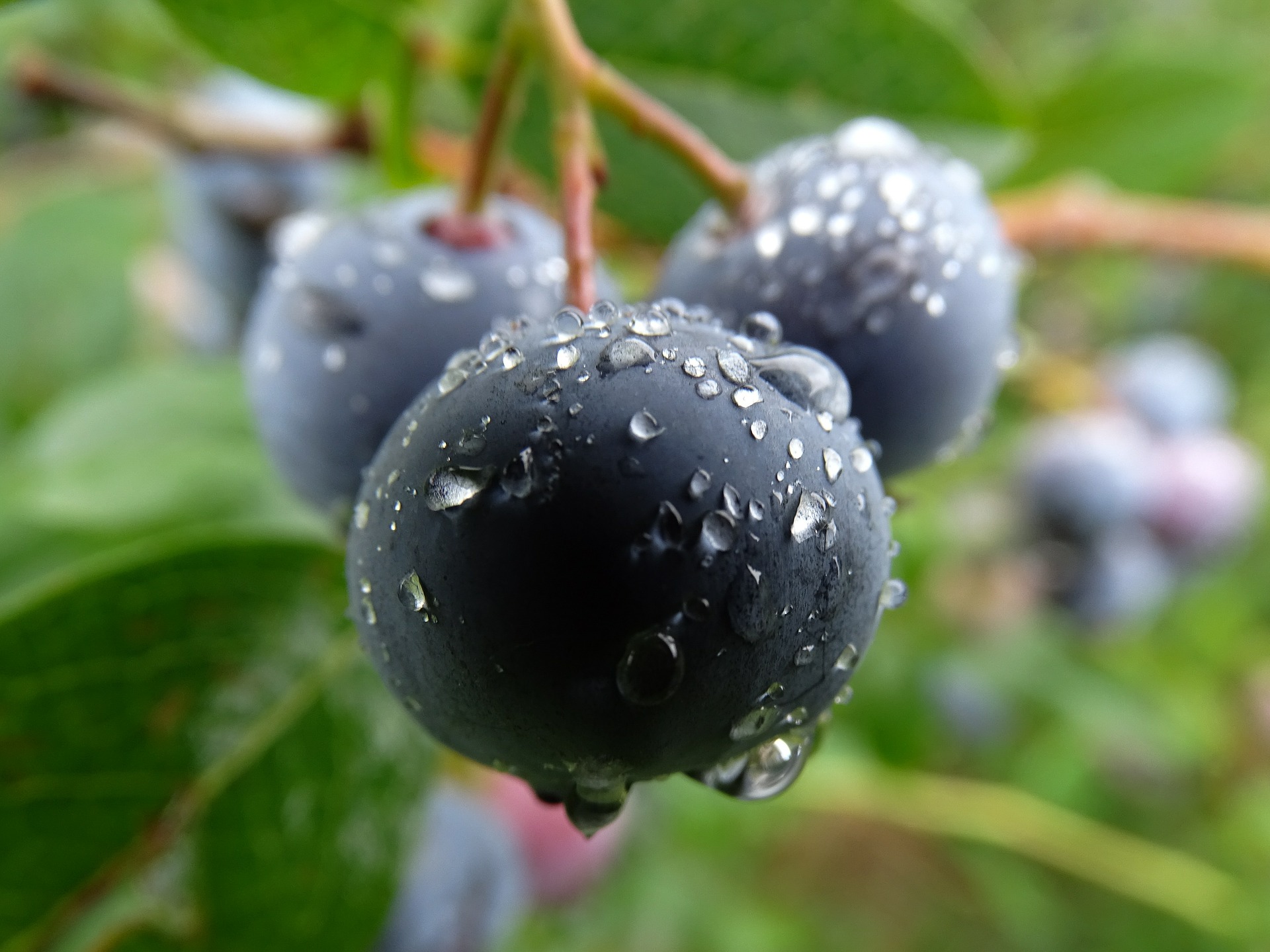 Frische Heidelbeeren