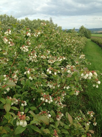 Heidelbeeren aus dem eigenen Garten?