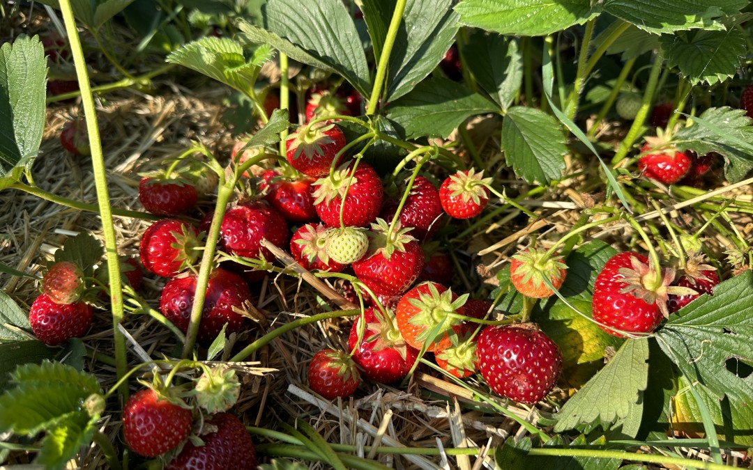 Erdbeeren wohin das Auge reicht